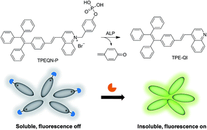 Graphical abstract: A sensitive fluorescent probe for alkaline phosphatase and an activity assay based on the aggregation-induced emission effect
