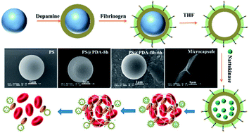 Graphical abstract: Bio-inspired microcapsule for targeted antithrombotic drug delivery