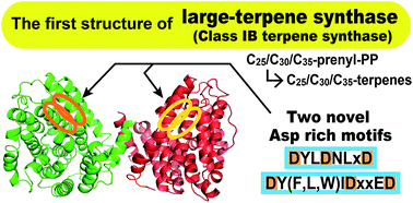 Graphical abstract: Crystal structure and functional analysis of large-terpene synthases belonging to a newly found subclass