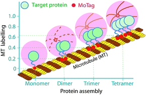 Graphical abstract: Genetically encoded tags for real time dissection of protein assembly in living cells