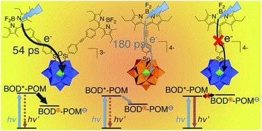 Graphical abstract: Rapid photoinduced charge injection into covalent polyoxometalateCbodipy conjugates