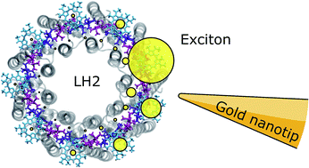 Graphical abstract: Shaping excitons in light-harvesting proteins through nanoplasmonics