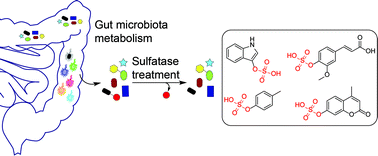 Graphical abstract: New enzymatic and mass spectrometric methodology for the selective investigation of gut microbiota-derived metabolites