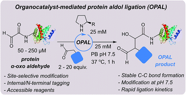 Graphical abstract: Site-selective CCC modification of proteins at neutral pH using organocatalyst-mediated cross aldol ligations