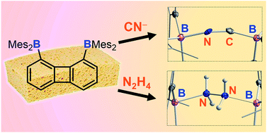 Graphical abstract: Large-bite diboranes for the (1,2) complexation of hydrazine and cyanide