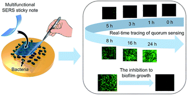 Graphical abstract: A multifunctional SERS sticky note for real-time quorum sensing tracing and inactivation of bacterial biofilms