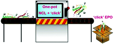 Graphical abstract: A synthetic approach to ‘click’ neoglycoprotein analogues of EPO employing one-pot native chemical ligation and CuAAC chemistry