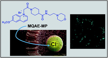 Graphical abstract: A lysosomal chloride ion-selective fluorescent probe for biological applications