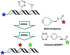 Graphical abstract: Copper-free dual labeling of DNA by triazines and cyclopropenes as minimal orthogonal and bioorthogonal functions