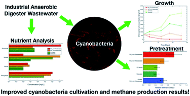 Graphical abstract: Repurposing commercial anaerobic digester wastewater to improve cyanobacteria cultivation and digestibility for bioenergy systems