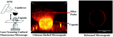 Graphical abstract: Ultrasonically synthesized organic liquid-filled chitosan microcapsules: part 2: characterization using AFM (atomic force microscopy) and combined AFM–confocal laser scanning fluorescence microscopy