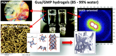 Graphical abstract: On the structural stability of guanosine-based supramolecular hydrogels