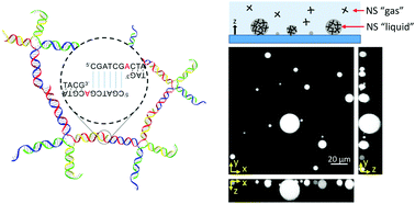 Graphical abstract: Salt-dependent properties of a coacervate-like, self-assembled DNA liquid