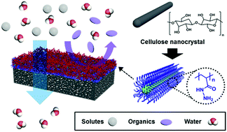Graphical abstract: Cellulose nanocrystal-assembled reverse osmosis membranes with high rejection performance and excellent antifouling
