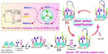 Graphical abstract: NH2-Ni-MOF electrocatalysts with tunable size/morphology for ultrasensitive C-reactive protein detection via an aptamer binding induced DNA walker–antibody sandwich assay