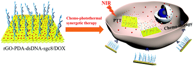Graphical abstract: Tumor targeting dual stimuli responsive controllable release nanoplatform based on DNA-conjugated reduced graphene oxide for chemo-photothermal synergetic cancer therapy