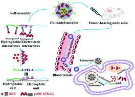 Graphical abstract: Targeted multifunctional redox-sensitive micelle co-delivery of DNA and doxorubicin for the treatment of breast cancer