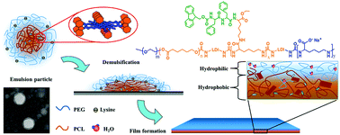 Graphical abstract: A biomimetic hierarchical structure with a hydrophilic surface and a hydrophobic subsurface constructed from waterborne polyurethanes containing a self-assembling peptide extender
