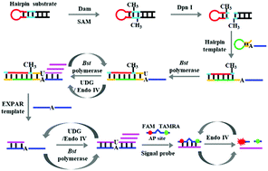 Graphical abstract: Development of a cascade isothermal amplification approach for the sensitive detection of DNA methyltransferase