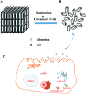 Graphical abstract: Systematic investigation of intracellular trafficking behavior of one-dimensional alumina nanotubes