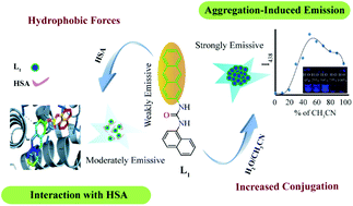 Graphical abstract: Exploring the potential of a urea derivative: an AIE-luminogen and its interaction with human serum albumin in aqueous medium