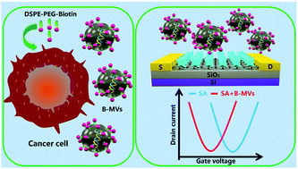 Graphical abstract: Microvesicle detection by a reduced graphene oxide field-effect transistor biosensor based on a membrane biotinylation strategy