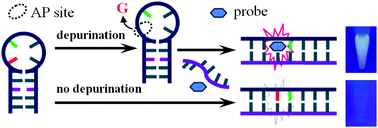 Graphical abstract: Fluorescently probing site-specific and self-catalyzed DNA depurination