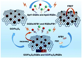 Graphical abstract: A multiplexed FRET aptasensor for the simultaneous detection of mycotoxins with magnetically controlled graphene oxide/Fe3O4 as a single energy acceptor