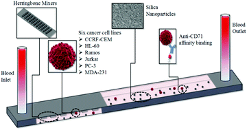 Graphical abstract: Nanoparticle modification of microfluidic cell separation for cancer cell detection and isolation