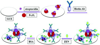 Graphical abstract: Label-free electrochemical immunosensor based on biocompatible nanoporous Fe3O4 and biotin–streptavidin system for sensitive detection of zearalenone