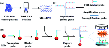 Graphical abstract: A novel signal amplification strategy for highly specific and nonenzymatic isothermal electrochemiluminescence detection of tumour markers