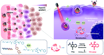 Graphical abstract: ROS-sensitive biomimetic nanocarriers modulate tumor hypoxia for synergistic photodynamic chemotherapy