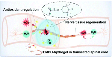 Graphical abstract: Implantation of a functional TEMPO-hydrogel induces recovery from rat spinal cord transection through promoting nerve regeneration and protecting bladder tissue
