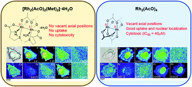 Graphical abstract: Nuclear localization of dirhodium(ii) complexes in breast cancer cells by X-ray fluorescence microscopy