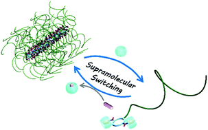 Graphical abstract: Supramolecular switching of the self-assembly of cyclic peptide–polymer conjugates via host–guest chemistry