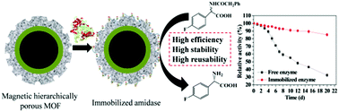 Graphical abstract: Immobilization of amidase into a magnetic hierarchically porous metal–organic framework for efficient biocatalysis