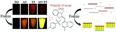 Graphical abstract: Freezing promoted hybridization of very short DNA oligonucleotides