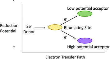 Graphical abstract: Electron bifurcation: progress and grand challenges