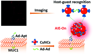 Graphical abstract: Host–guest recognition-regulated aggregation-induced emission for in situ imaging of MUC1 protein