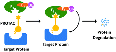 Graphical abstract: Protein degradation through covalent inhibitor-based PROTACs