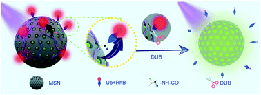 Graphical abstract: Fluorescence resonance energy transfer (FRET)-based nanoarchitecture for monitoring deubiquitinating enzyme activity