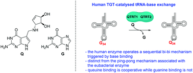 Graphical abstract: The eukaryotic tRNA-guanine transglycosylase enzyme inserts queuine into tRNA via a sequential bi–bi mechanism