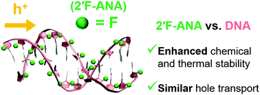Graphical abstract: 2′-Deoxy-2′-fluoro-arabinonucleic acid: a valid alternative to DNA for biotechnological applications using charge transport