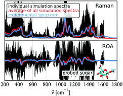 Graphical abstract: Simulation of Raman and Raman optical activity of saccharides in solution