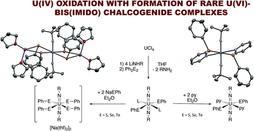 Graphical abstract: Oxidation of uranium(iv) mixed imido–amido complexes with PhEEPh and to generate uranium(vi) bis(imido) dichalcogenolates, U(NR)2(EPh)2(L)2