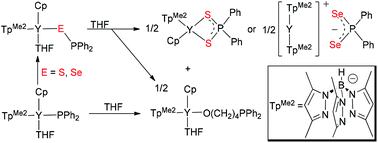 Graphical abstract: Oxidation and chalcogenylative disproportionation of anionic phosphide ligands in yttrium complexes with elemental sulfur and selenium