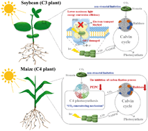 Graphical abstract: Photosynthetic response mechanisms in typical C3 and C4 plants upon La2O3 nanoparticle exposure