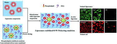 Graphical abstract: Structural stability of liposome-stabilized oil-in-water pickering emulsions and their fate during in vitro digestion