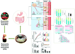 Graphical abstract: The ameliorative effect of the Pyracantha fortuneana (Maxim.) H. L. Li extract on intestinal barrier dysfunction through modulating glycolipid digestion and gut microbiota in high fat diet-fed rats