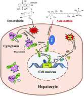 Graphical abstract: Astaxanthin from Haematococcus pluvialis ameliorates the chemotherapeutic drug (doxorubicin) induced liver injury through the Keap1/Nrf2/HO-1 pathway in mice